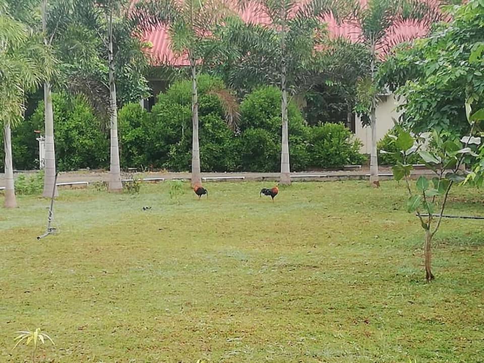 Hotel Tree Garden Wilpaththu Nochchiyagma Anuradhapura Nochchiyagama Екстериор снимка