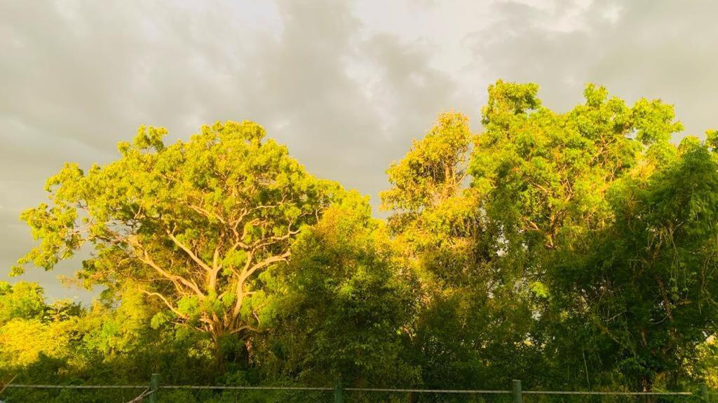 Hotel Tree Garden Wilpaththu Nochchiyagma Anuradhapura Nochchiyagama Екстериор снимка